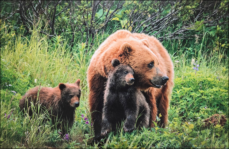 A Mothers' Love - Wolfe