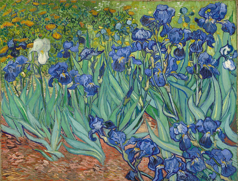 Irises