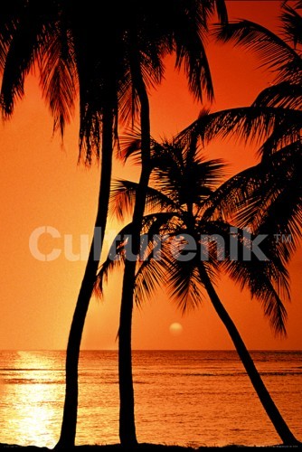 Tropical Sunset