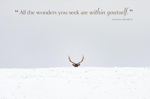 Elk (All the Wonders...)