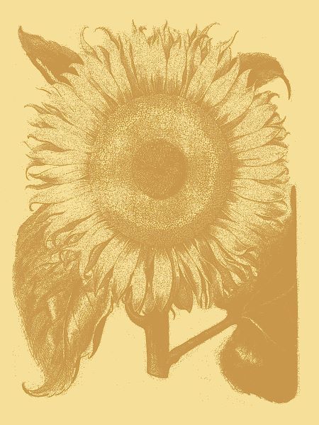 Sunflower 19
