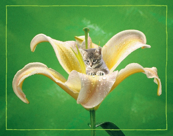 Kitten (Dew)