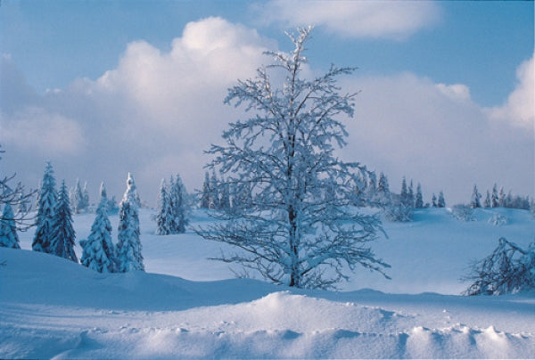 Winter Tree - Landscape