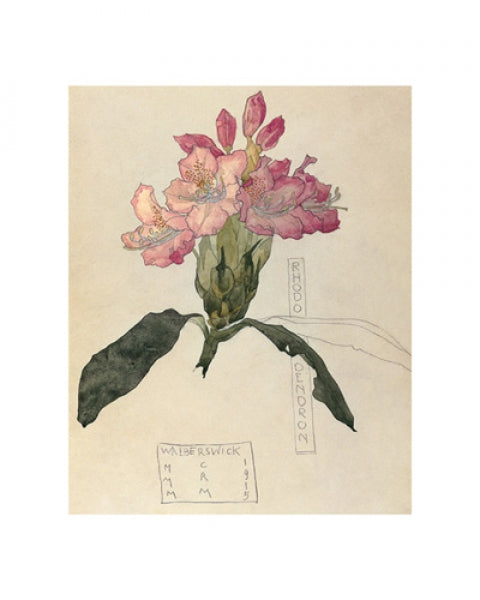 Rhododendron, 1915