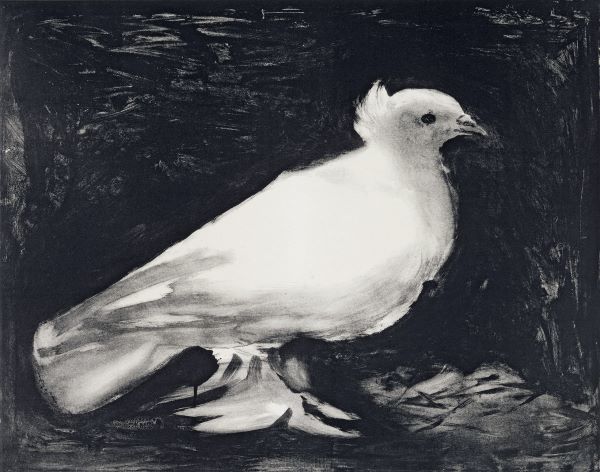 Dove, 1949