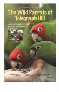 The Wild Parrots of Telegraph Hill