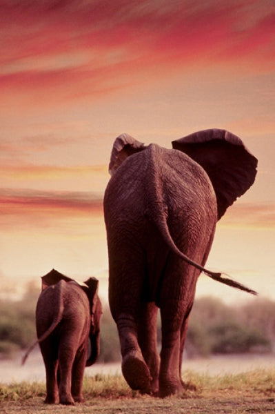 Elephant Walking With Calf