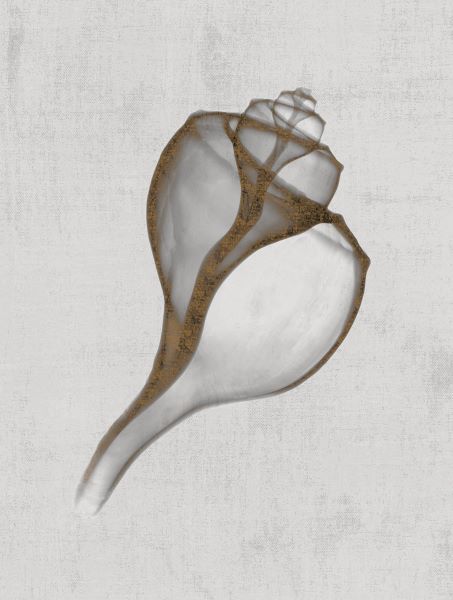 Channelled Whelk