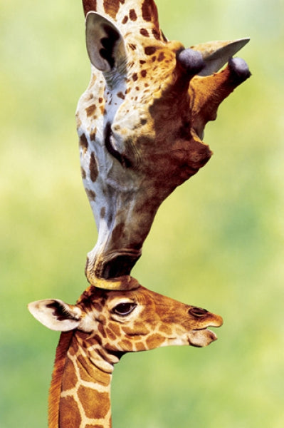 Giraffe Mom