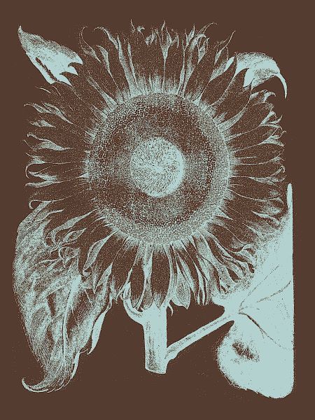 Sunflower 17