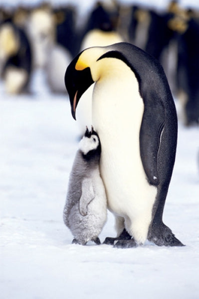 Penguin - Maternal Moment