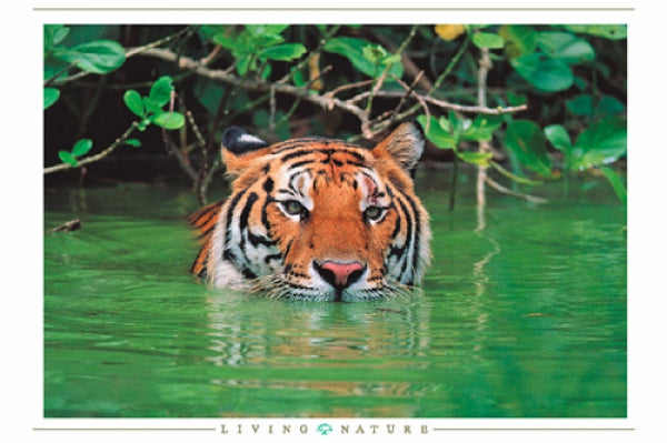 Tiger Close-Up
