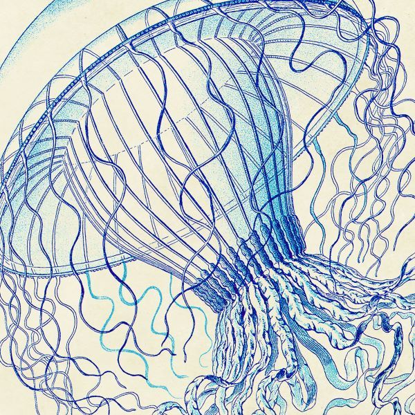 Vintage Jellyfish II