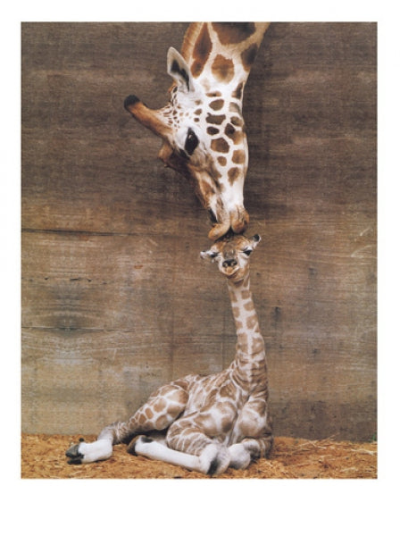 Makulu - Giraffe First Kiss