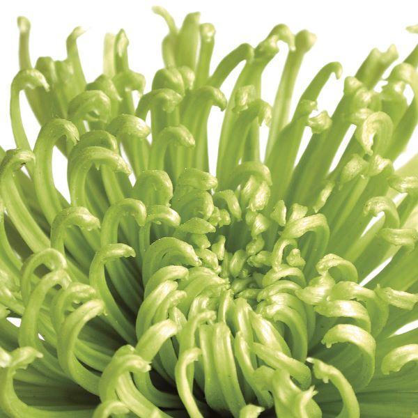 Green Bloom 5 (detail)