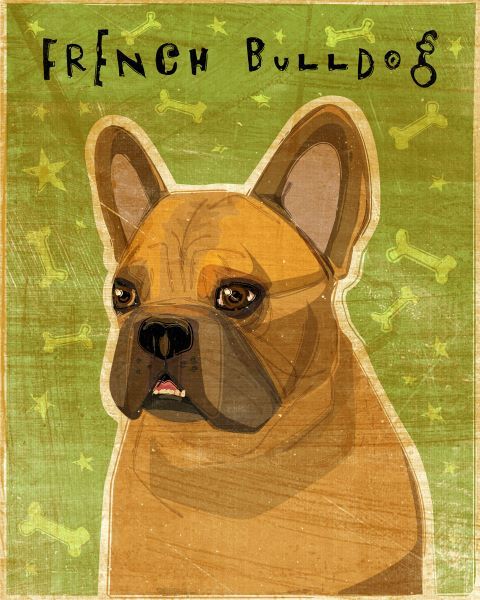 French Bulldog (Fawn)