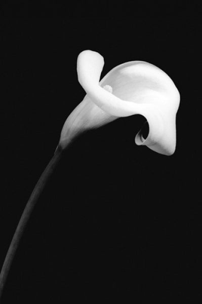 Calla Lily 2