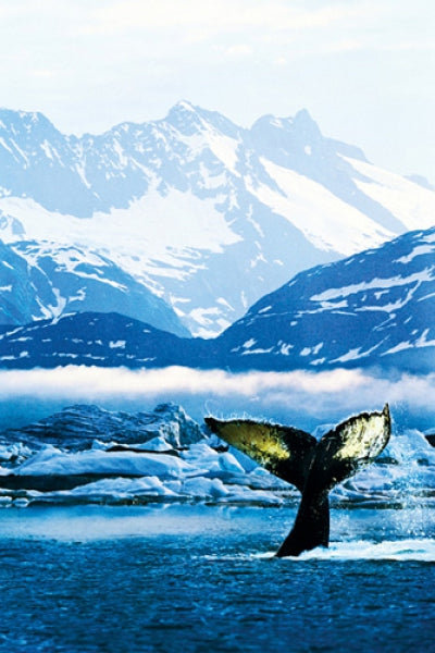 Humpback Whale