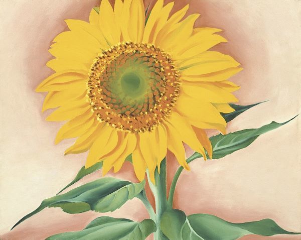 A Sunflower from Maggie, 1937