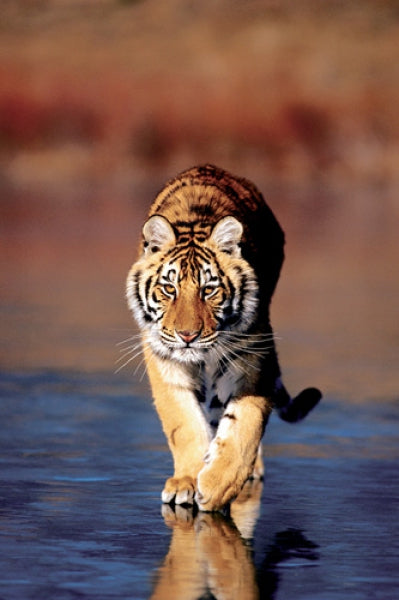 Tiger Walking