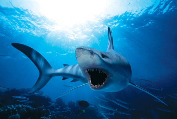 Shark