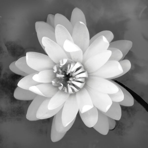 Water Lily (b/w)
