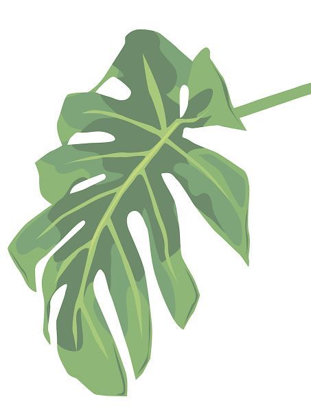 Philodendron 3
