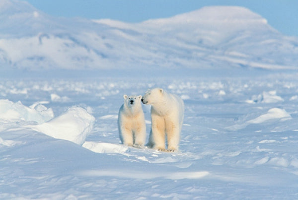 Polar Bears