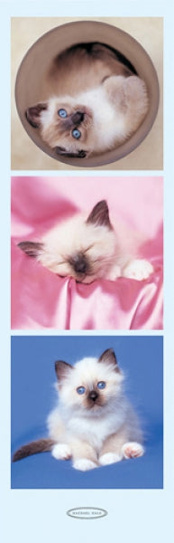 Kittens