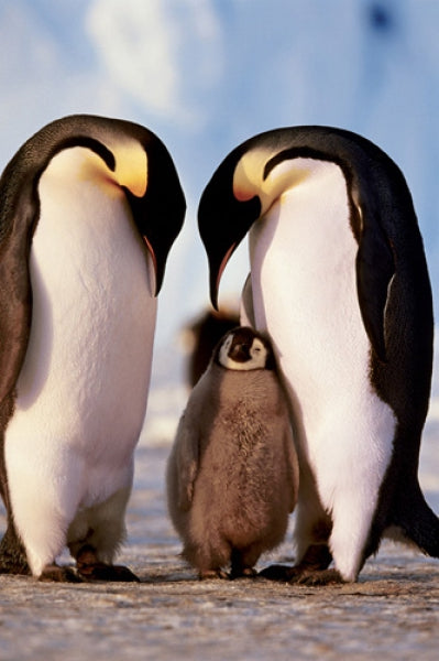 Penguin Family