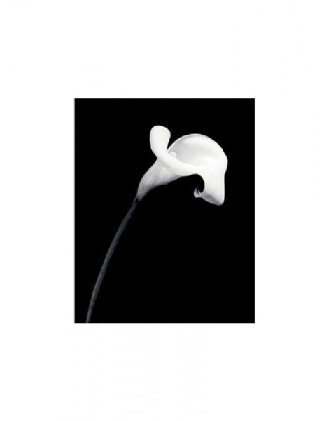 Calla Lily II