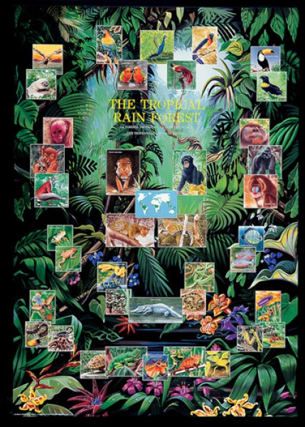 Tropical Rain Forest