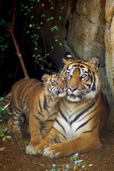 Tiger With Cub