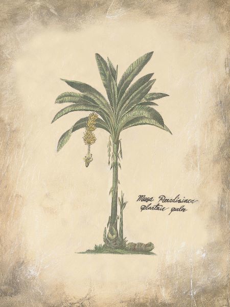 Plantain Palm