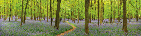 Bluebell Woods Panorama