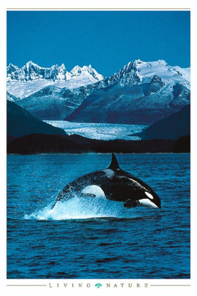 Orca