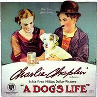 A Dog's Life