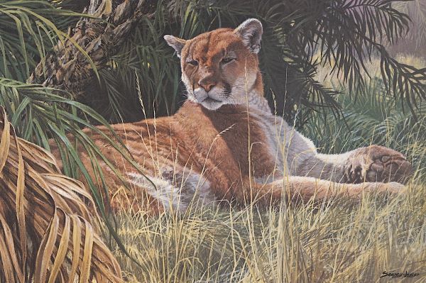 Last Sanctuary - Florida Panther (detail)