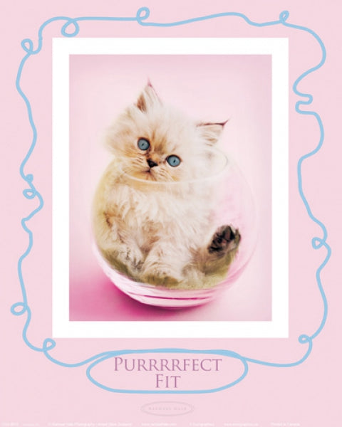 Purrfect Fit