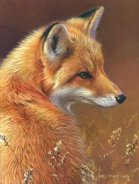 Curious - Red Fox