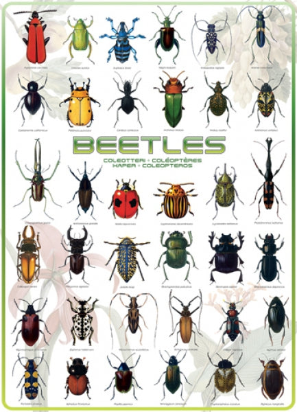 Beetles