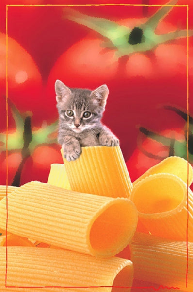 Kitten (Italian Cat)