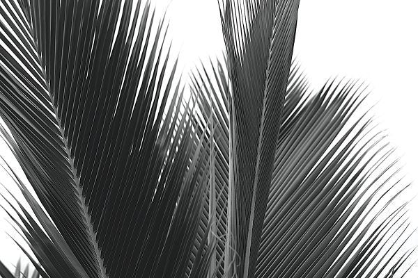 Palms 15