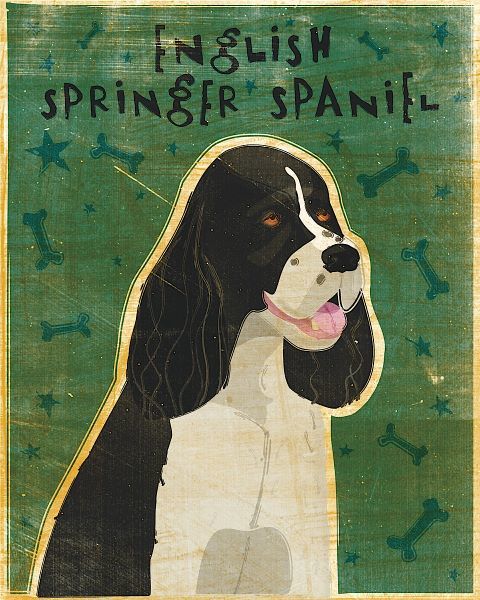 English Springer Spaniel (black and white)