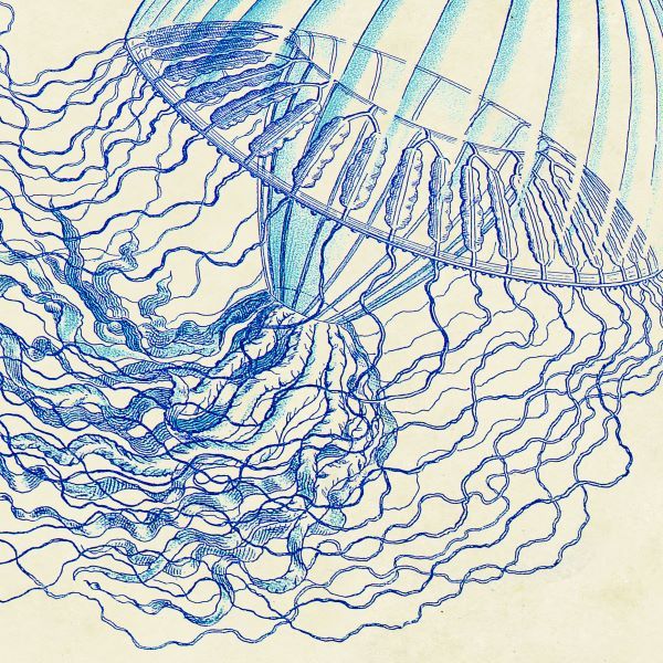 Vintage Jellyfish I