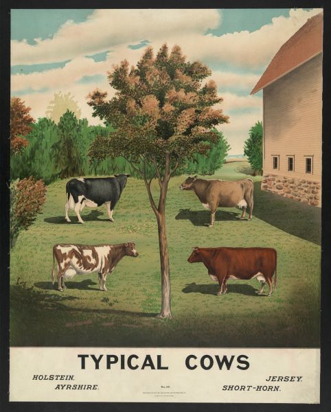 Typical Cows, c. 1904