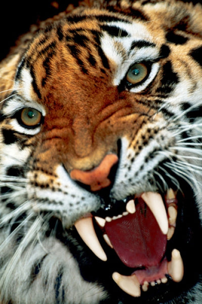 Bengal Tiger Close-Up