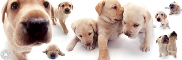 Dogs - Labrador