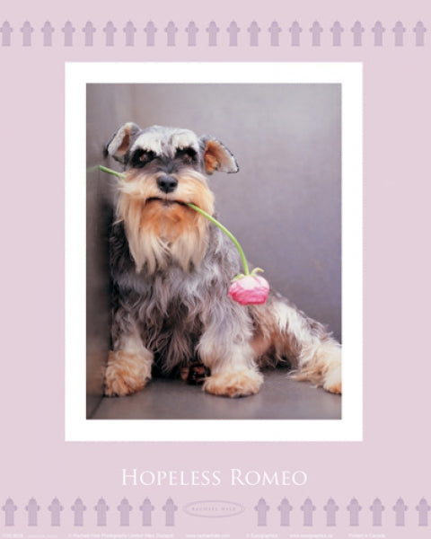 Hopeless Romeo