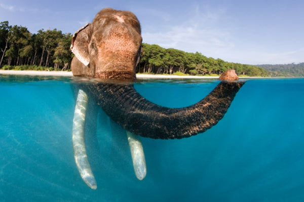Elephant Swimming